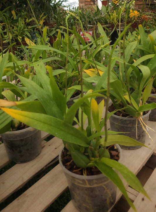 Brassia gireoudiana 14cm pot