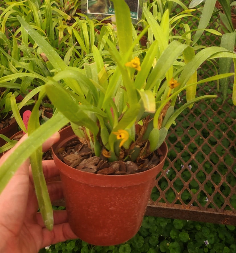 Maxillaria variablis 12cm