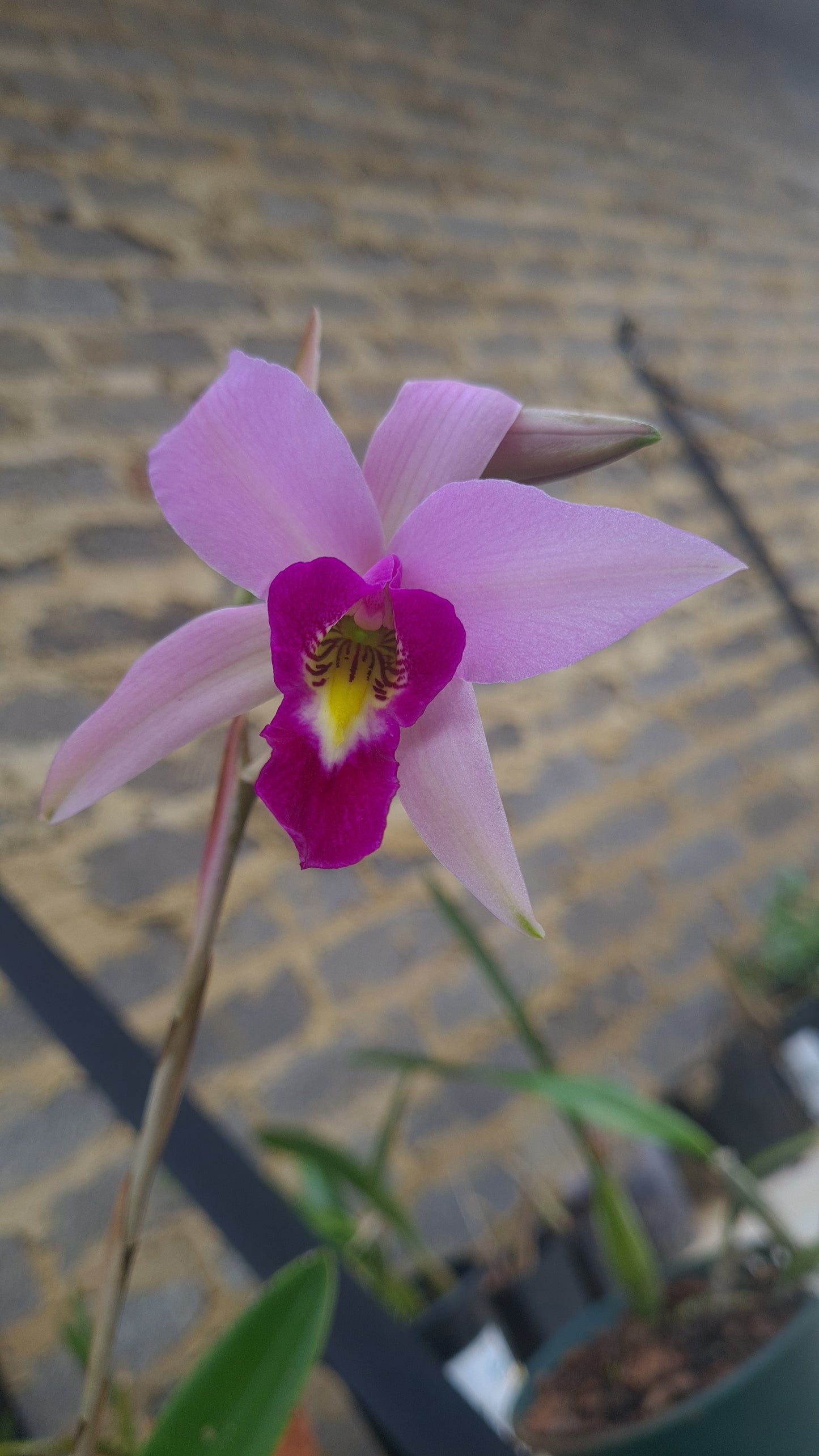 Laelia Anceps