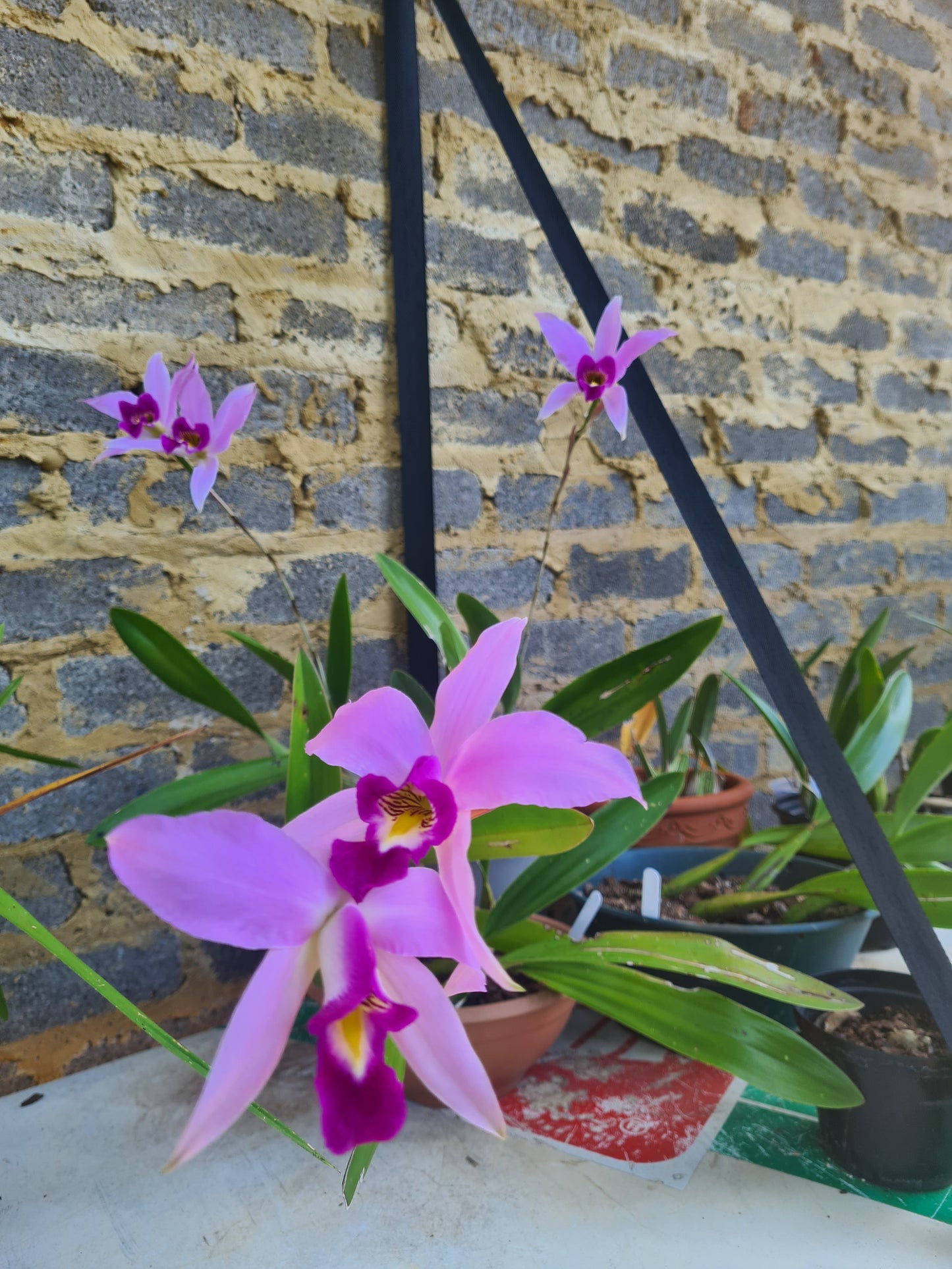 Laelia Anceps