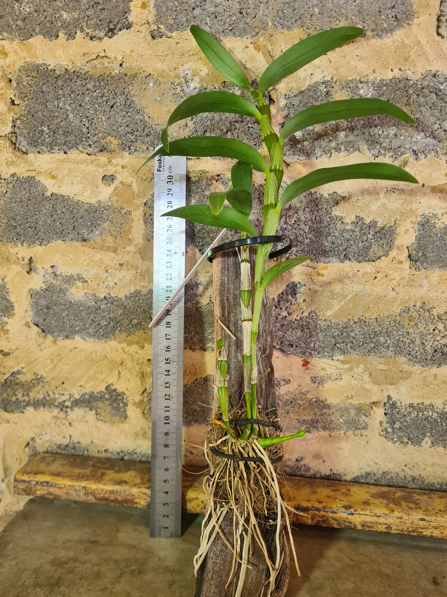 Dendrobium nobile mounted