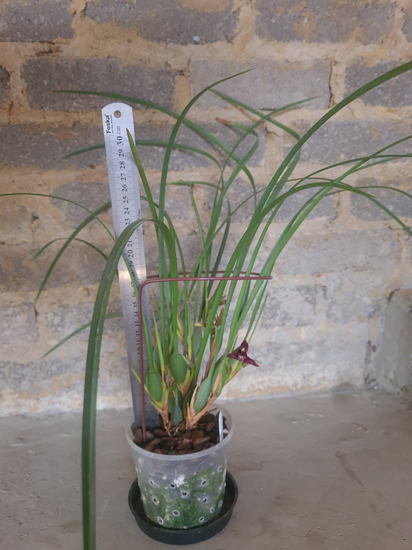 Maxillaria tenuifolia 12cm pot