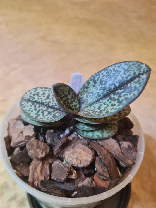 Doritis pulcherrima v. marmorata