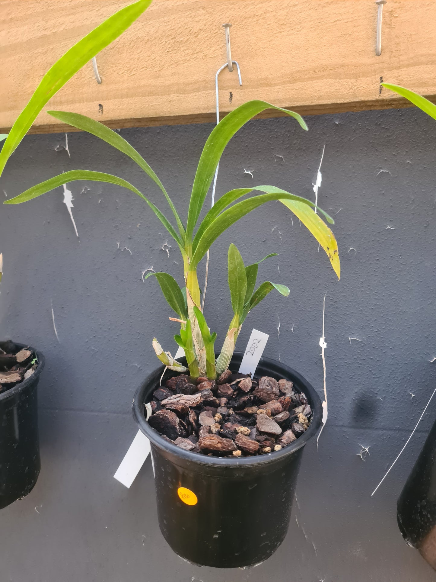 Anselia africana 9cm pot