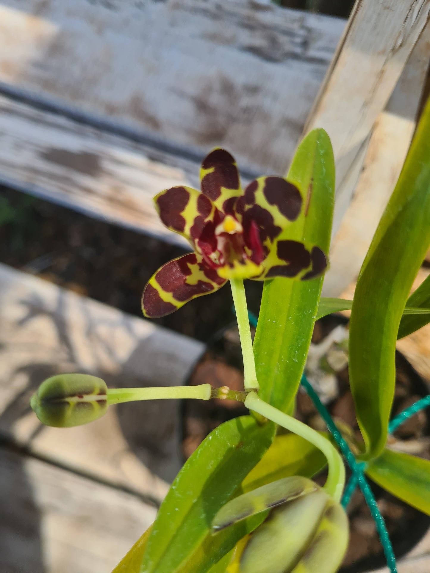 Anselia africana 9cm pot