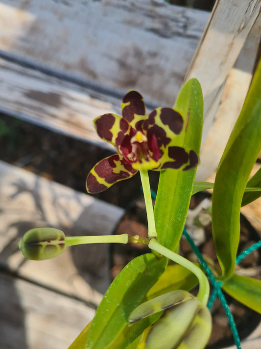 Anselia africana 9cm pot