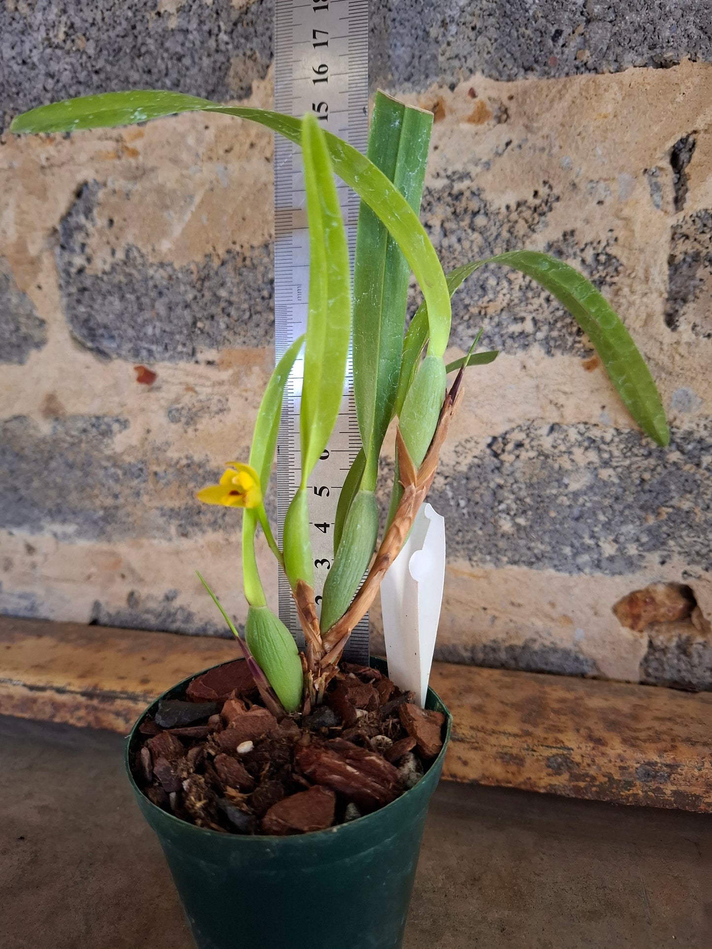 Maxillaria variablis 7.5cm