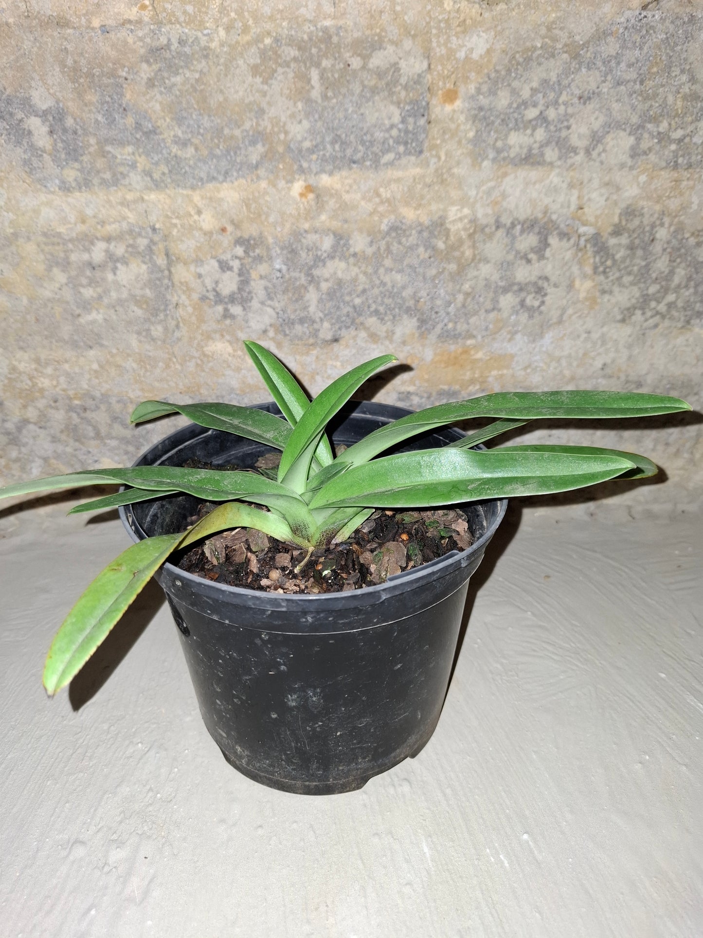 Paphiopedilum noid
