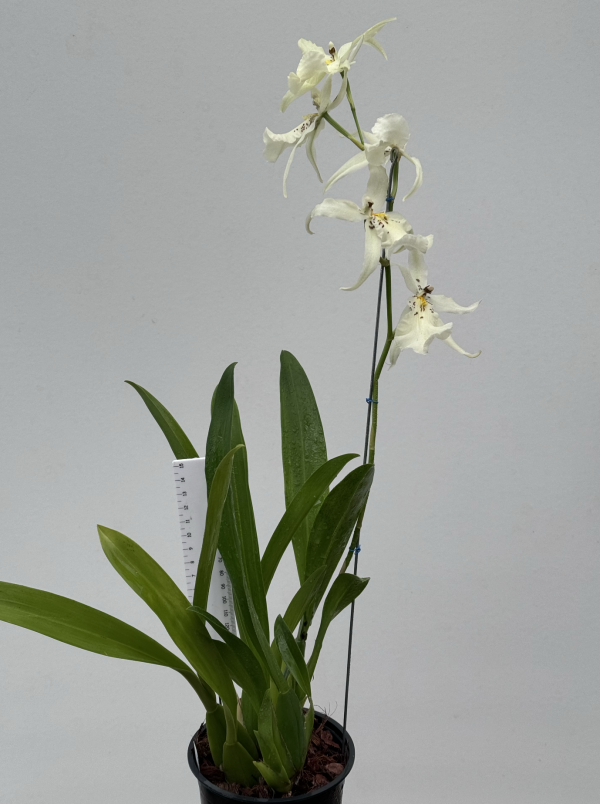 Aliceara winter wonderland