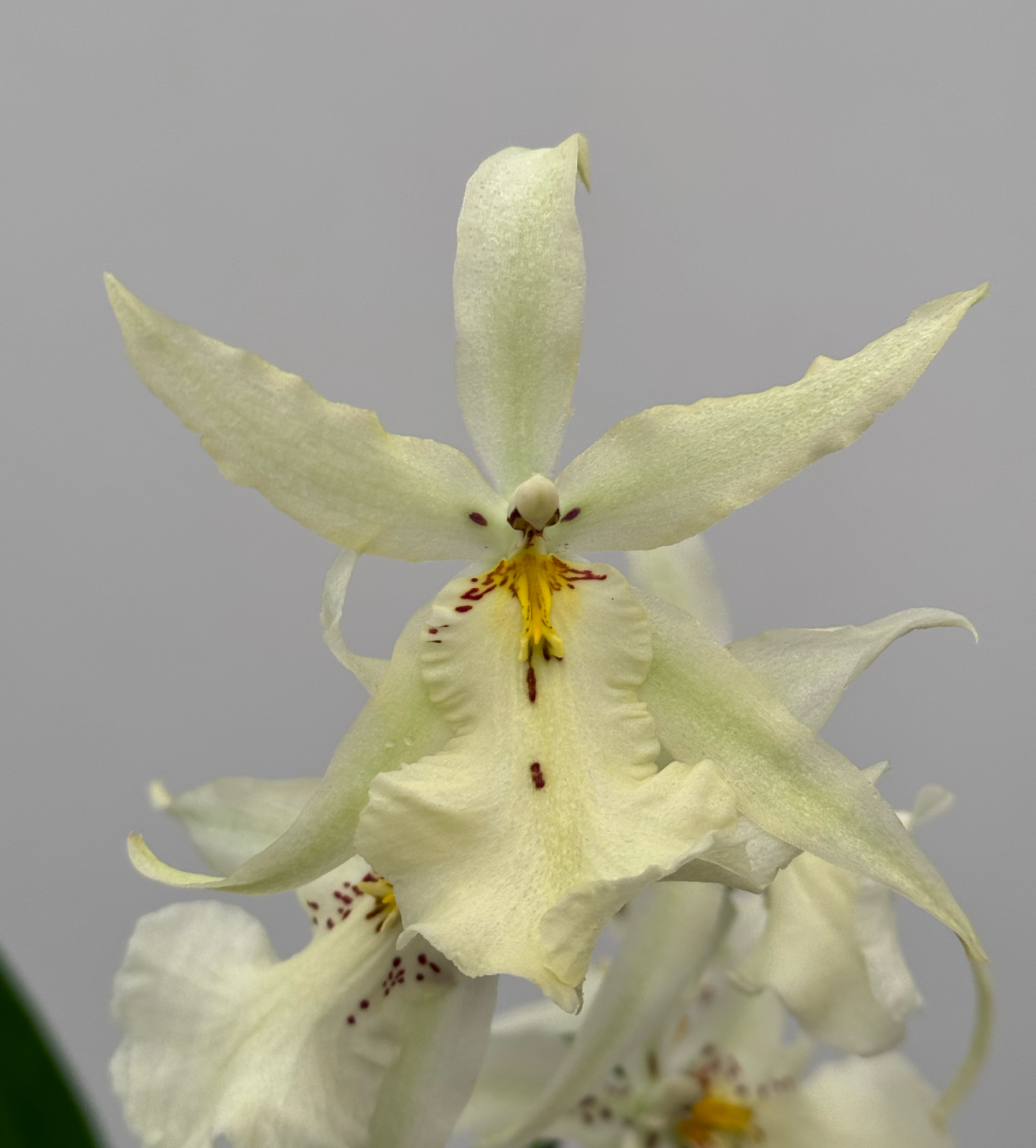 Aliceara winter wonderland