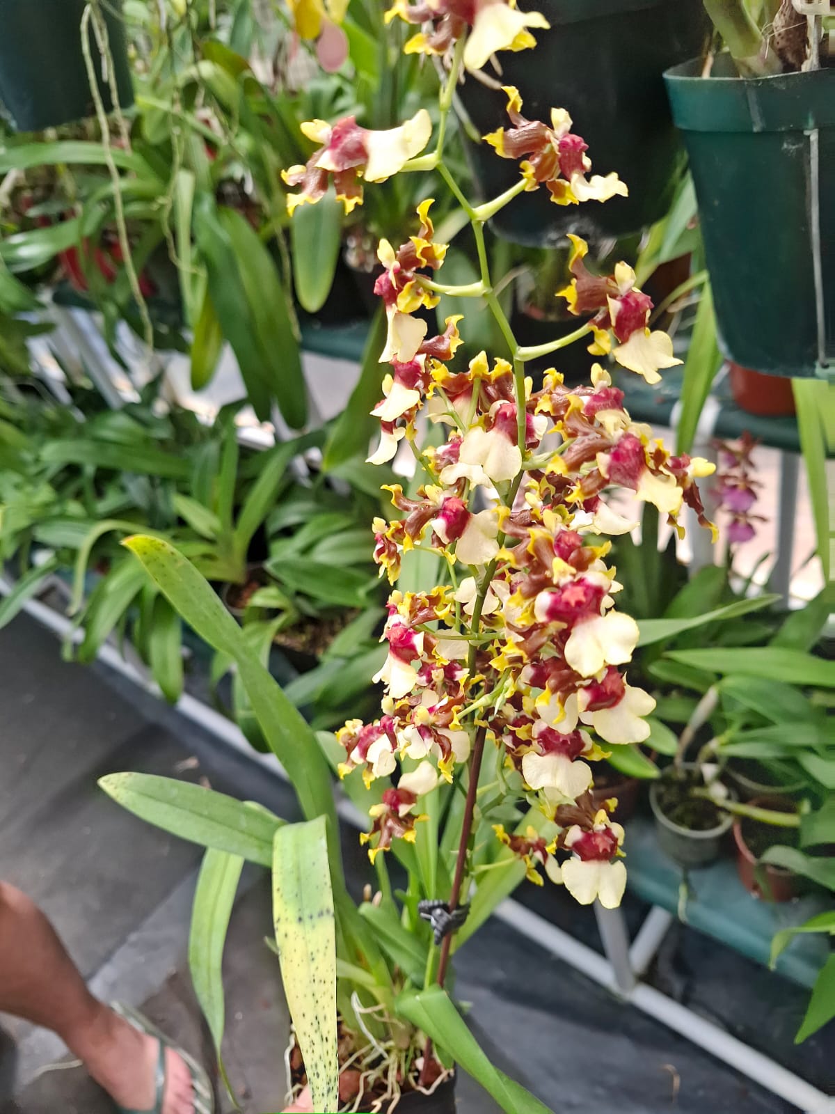 Oncidium Pupukea Sunset