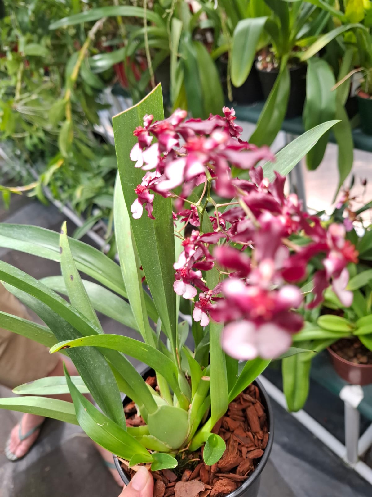 Oncidium Sherry Baby