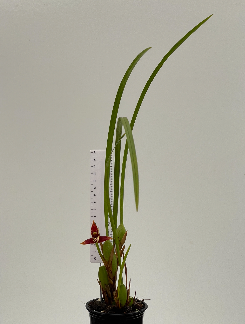 Maxillaria tenuifolia 9cm pot