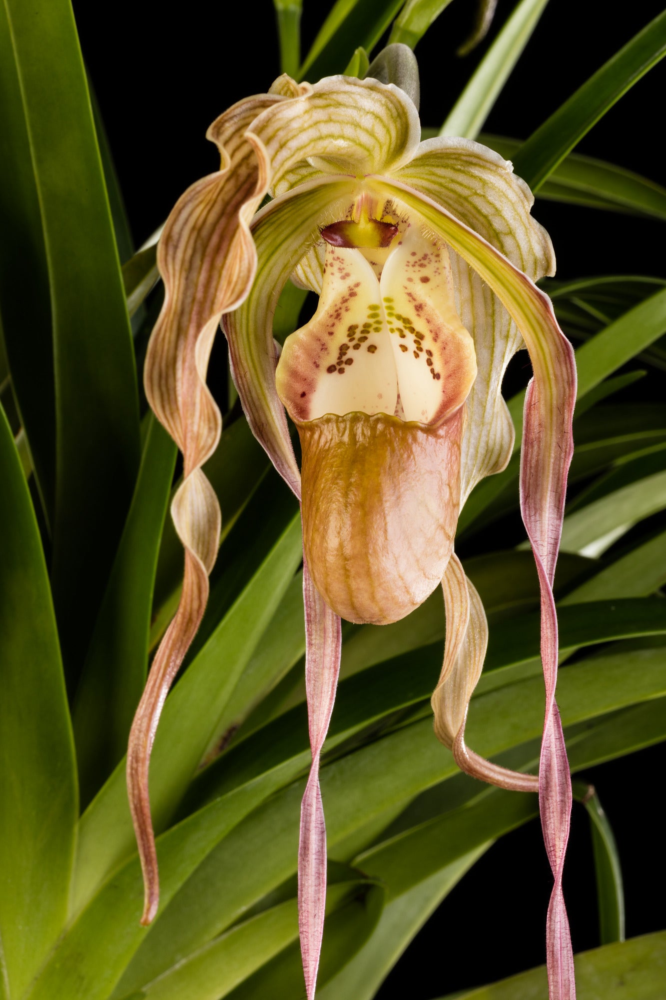 Phragmapedium Dominianum
