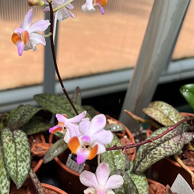 Doritis pulcherrima v. marmorata