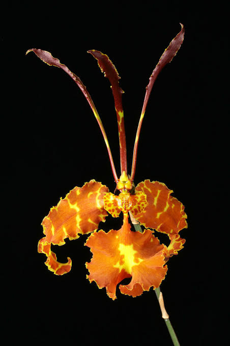 Psychopsis mariposa