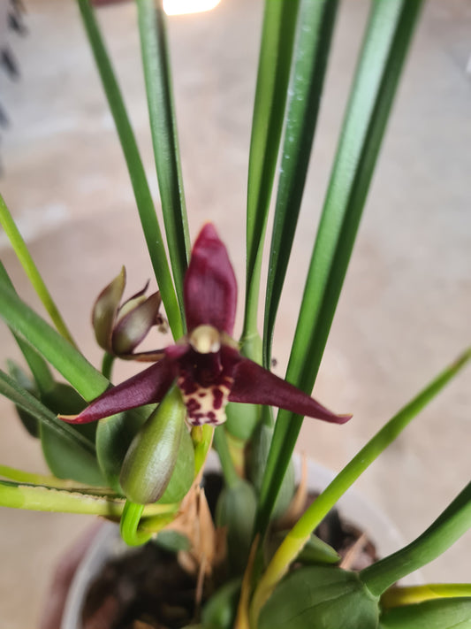 Maxillaria tenuifolia 9cm pot