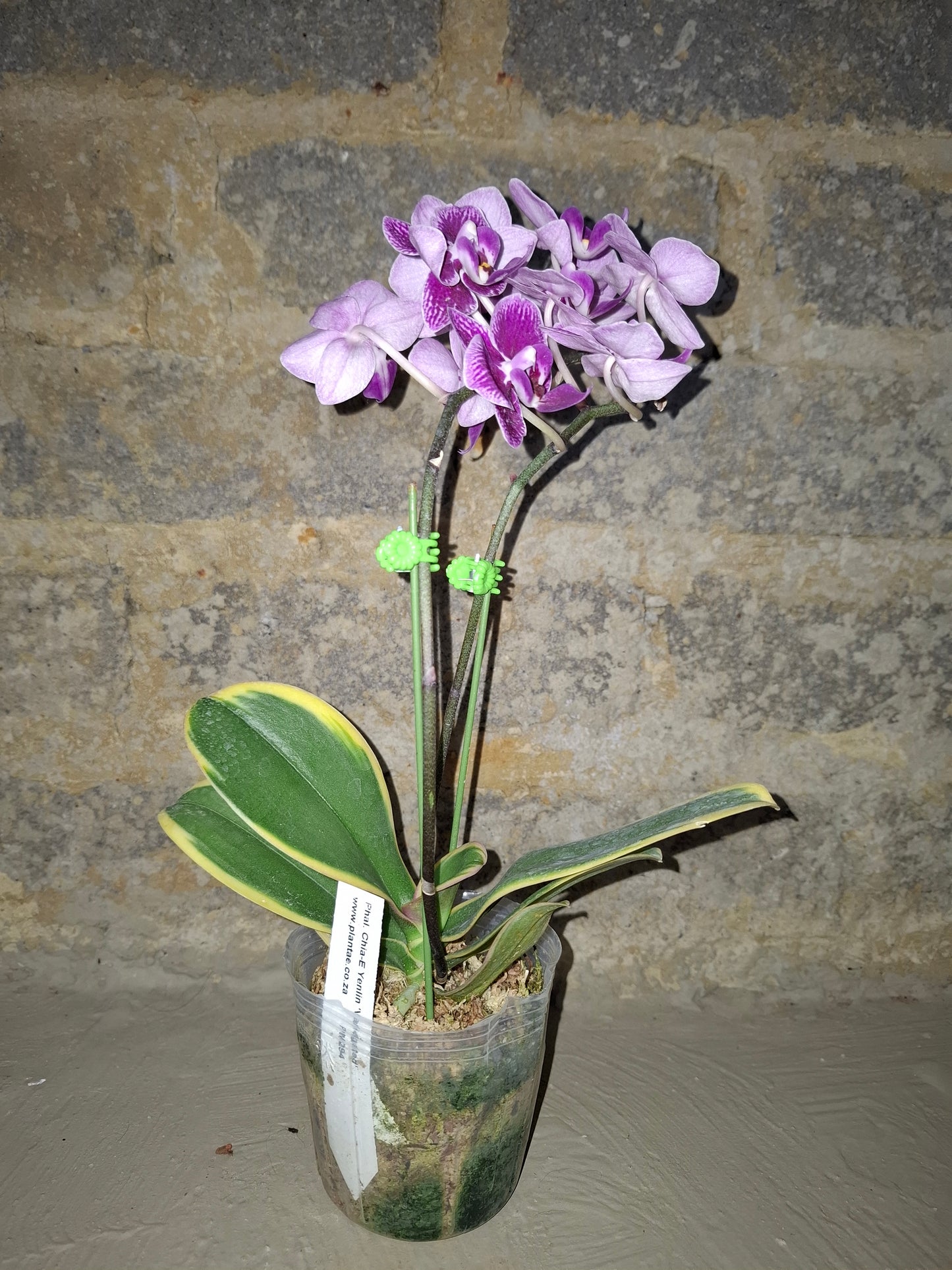 Phalaenopsis Chia-E Yenlin variegated