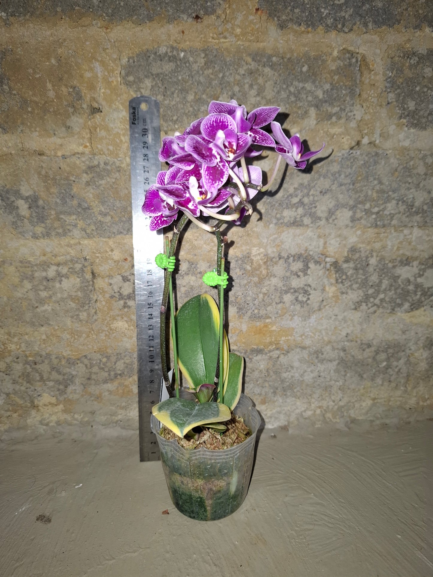 Phalaenopsis Chia-E Yenlin variegated