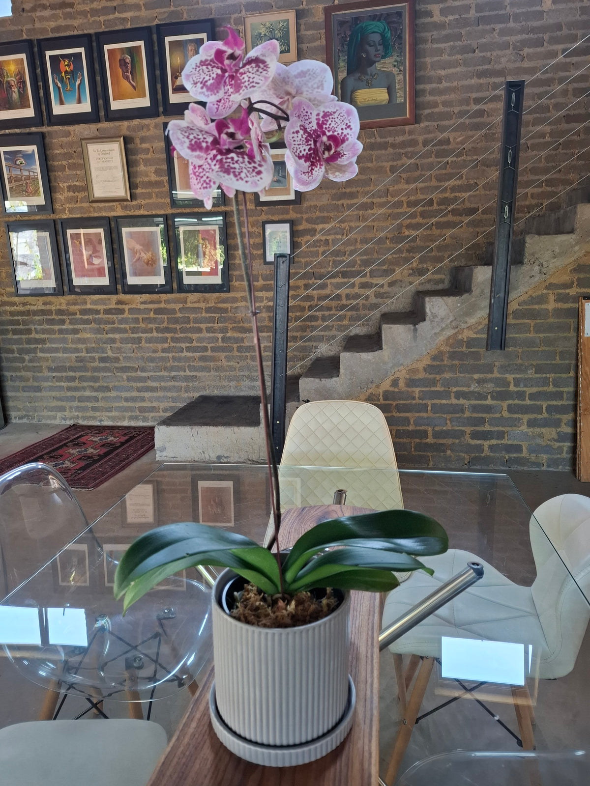 Orchid Rental