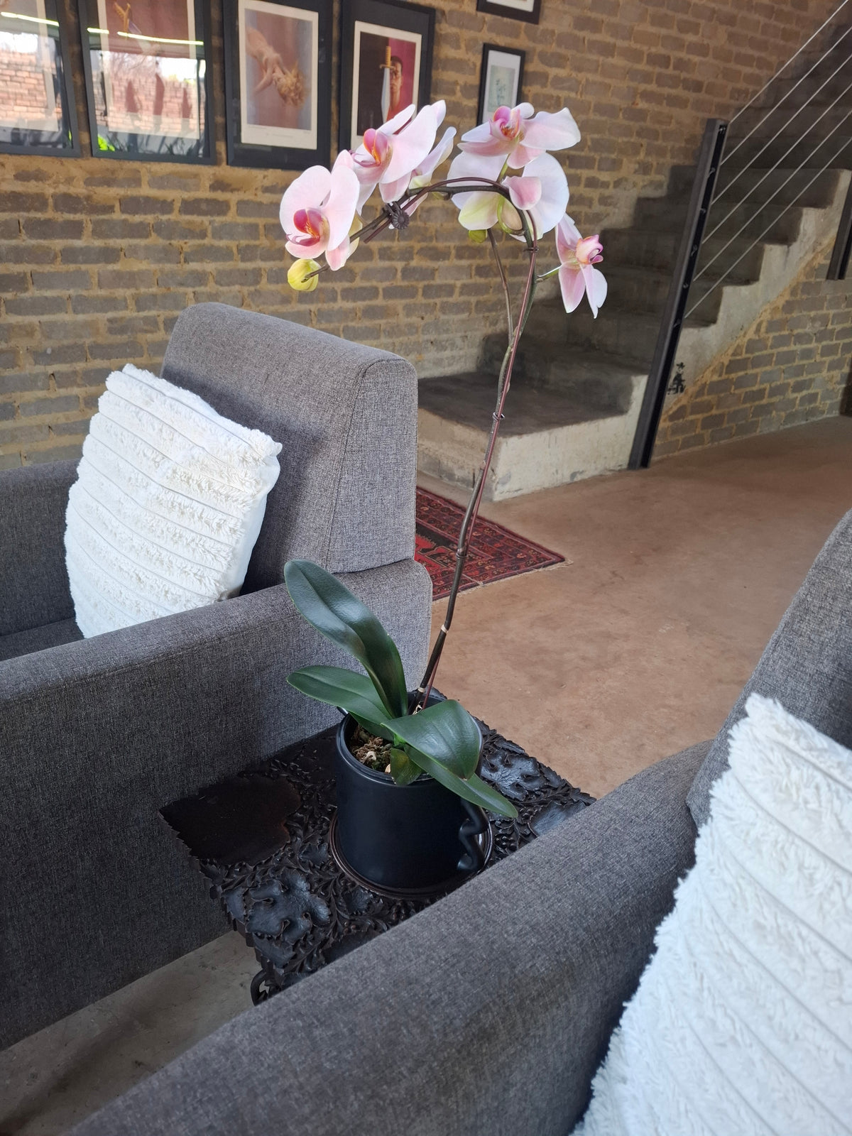 Orchid Rental