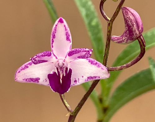 Dendrobium kingianum zip