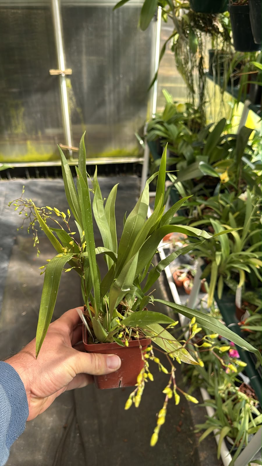 Oncidium Twinkle Medium