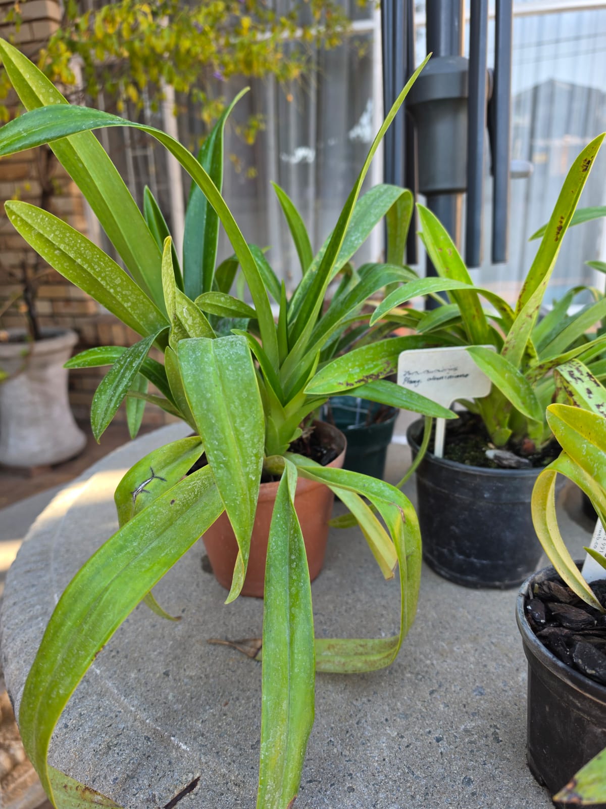 Phragmapedium Dominianum