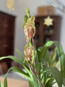 Phragmapedium Dominianum