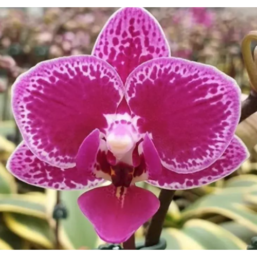 Phalaenopsis Chia-E Yenlin variegated