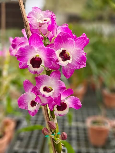 Dendrobium nobile mounted